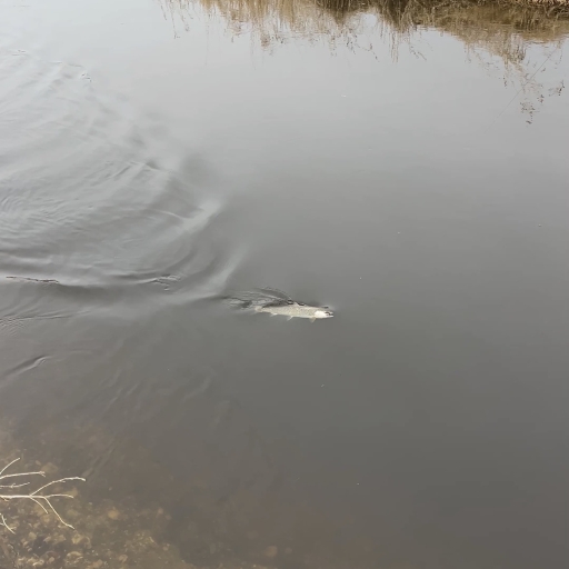 Havørred fra Simmested Å