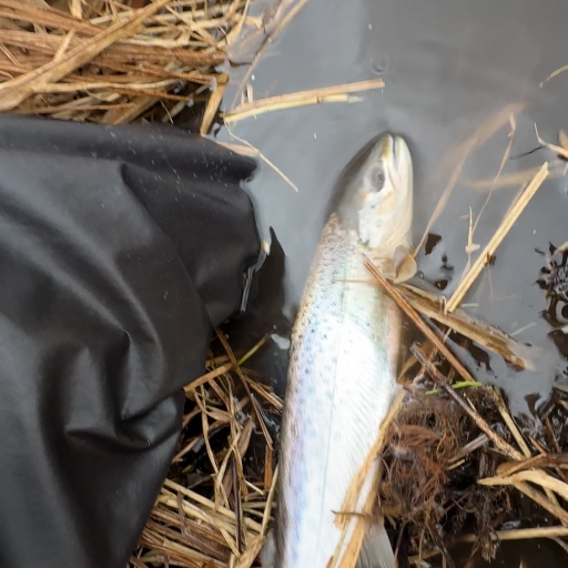 Havørred fra Simested å