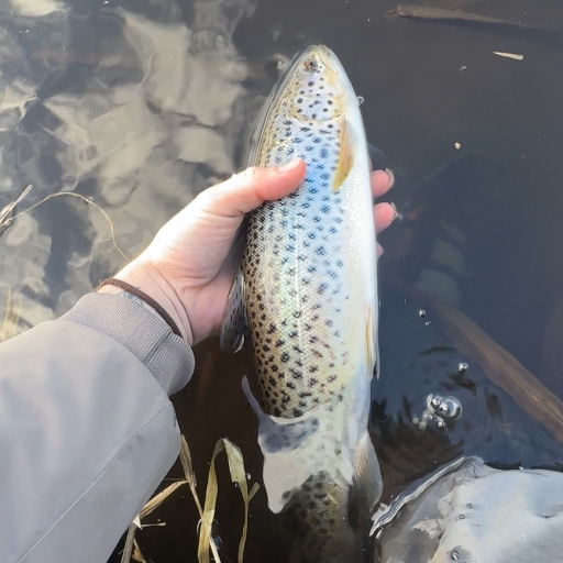 Havørred fra Simested å
