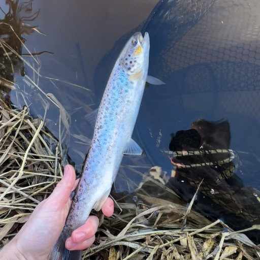 Havørred fra Simested å