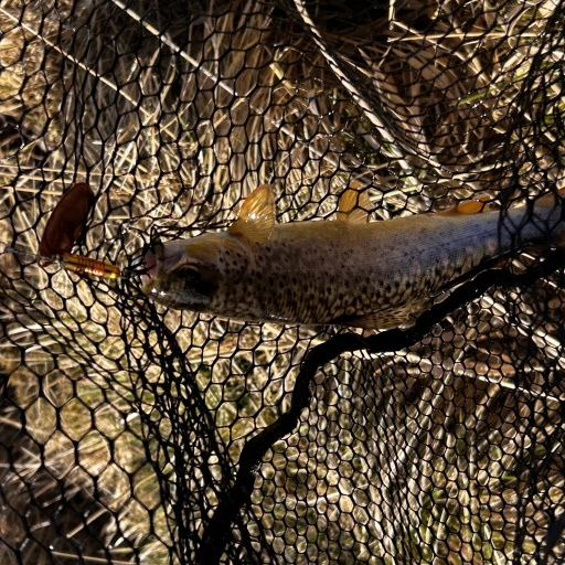 Bækørred fra Fiskbæk Å